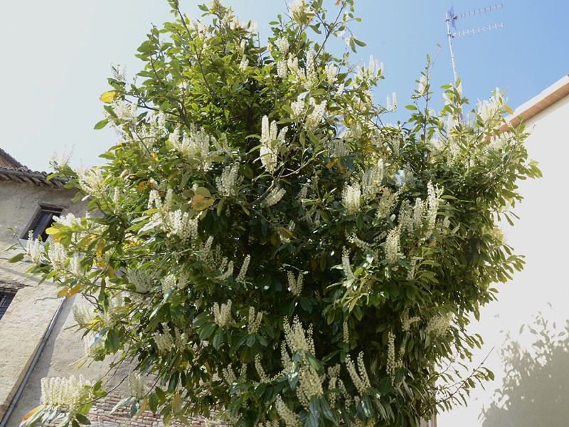 Prunus laurocerasus